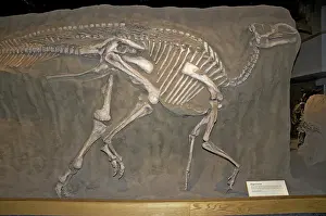 Matrix: Gryposaurus, a Duck-billed Dinosaur