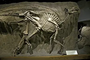 Matrix: Gryposaurus, a Duck-billed Dinosaur