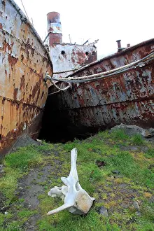 Whaling: Grytviken - with whale vertebra - whaling station