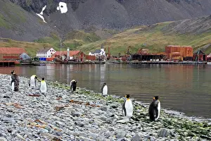 Whaling: Grytviken - whaling station