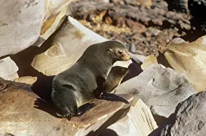 Guadalupe: GUADALUPE FUR SEAL