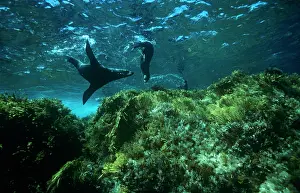 Guadalupe: Guadalupe Fur Seal - X2, swimming
