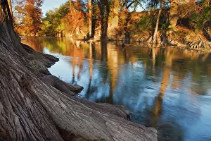 Distichum: Guadalupe River, Texas hill country, autumn