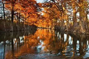 Distichum: Guadalupe River, Texas hill country, autumn