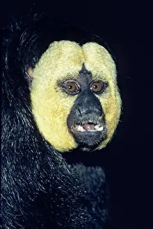 Saki: Guainan / White-faced / Pale-headed / Pale-faced