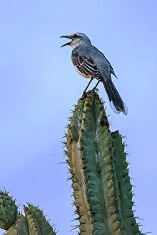 Guajira: Guajira Peninsula, Colombia
