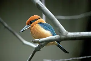 Halcyon: Guam Kingfisher