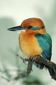 Alcedinidae: Guam Kingfisher
