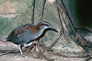 Guam: GUAM RAIL