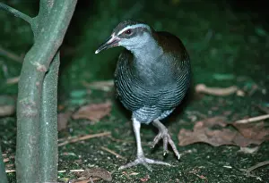Guam: Guam Rail