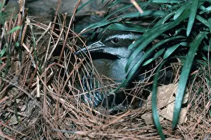 Rallidae: Guam Rail at Nest