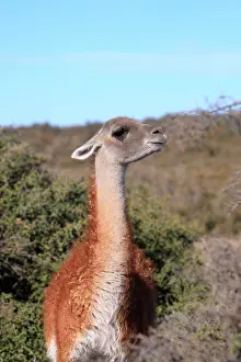 Glama: Guanaco