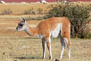 Glama: Guanaco