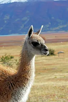 Glama: Guanaco