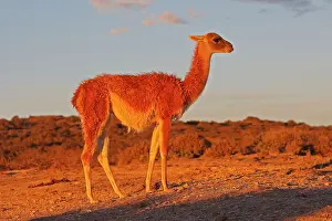 Guanacos: Guanaco