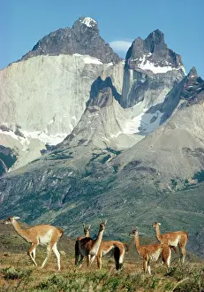 Guanicoe: GUANACO