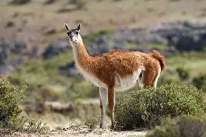 Guanicoe: Guanaco