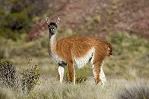 Guanicoe: Guanaco