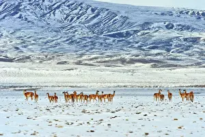 Guanicoe: Guanaco