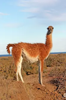 Guanicoe: Guanaco