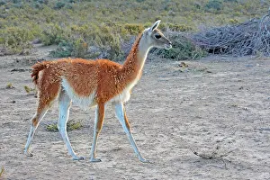 Guanicoe: Guanaco