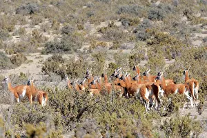 Guanicoe: Guanaco