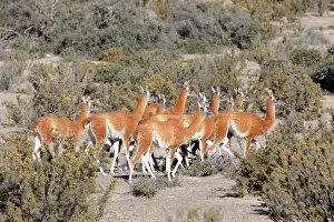 Guanicoe: Guanaco