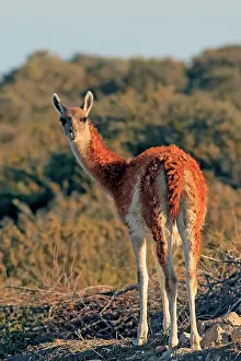 Guanicoe: Guanaco