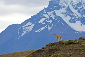 Guanicoe: Guanaco