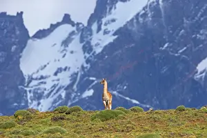 Guanacos: Guanaco