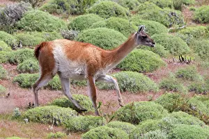 Guanacos: Guanaco