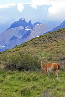 Guanacos: Guanaco