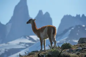 Patagonian: Guanaco