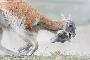 Guanicoe: Guanaco