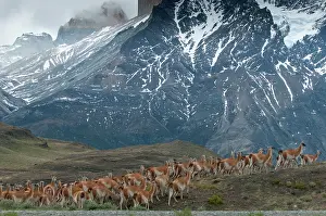 Guanicoe: Guanaco