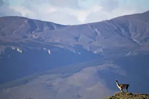 Chris Brunskill: Guanaco