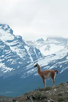 Guanicoe: Guanaco