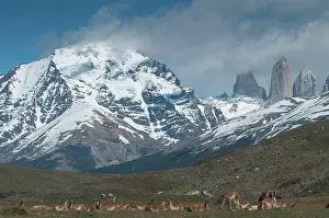 Patagonian: Guanaco