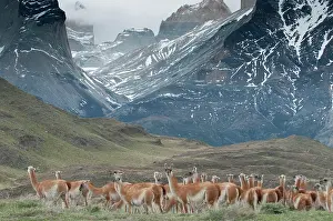 Patagonian: Guanaco