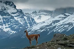 Patagonian: Guanaco