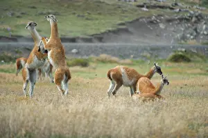 Guanicoe: Guanaco
