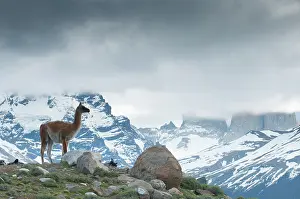 Guanicoe: Guanaco