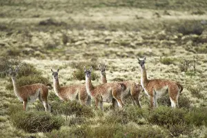 Guanicoe: Guanaco