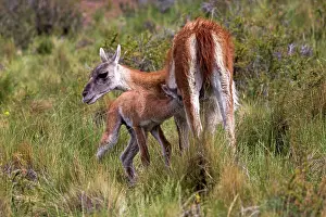 Guanacos: Guanaco adult female nursing young
