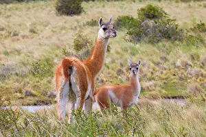 Guanacos: Guanaco adult female and young