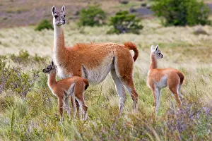 Guanacos: Guanaco adult female and young