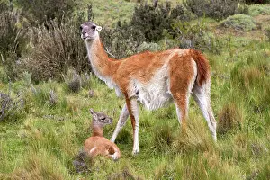 Guanacos: Guanaco adult female and young