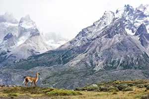 Guanicoe: Guanaco adult walking with mountains in the background