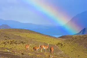 Guanicoe: Guanaco - some adults standing on grassy slopes
