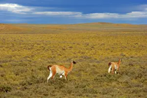 Pampa: Guanaco - two adults walking through the windswept